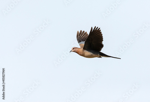 Palmtortel, Laughing Dove, Streptopelia senegalensis photo