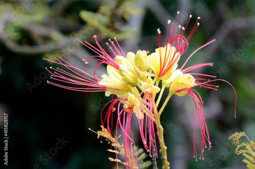 Flowers of Erythrostemon gilliesii (or Caesalpinia gilliesii), an ornamental species native to South America photo