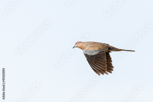 Palmtortel, Laughing Dove, Streptopelia senegalensis photo