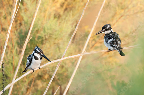 Bonte IJsvogel, Pied Kingfisher, Ceryle rudis photo