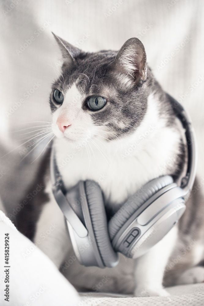 Adult domestic cat with headphones. Pet music. White gray cat listening music at home. Cat DJ, pets home party.