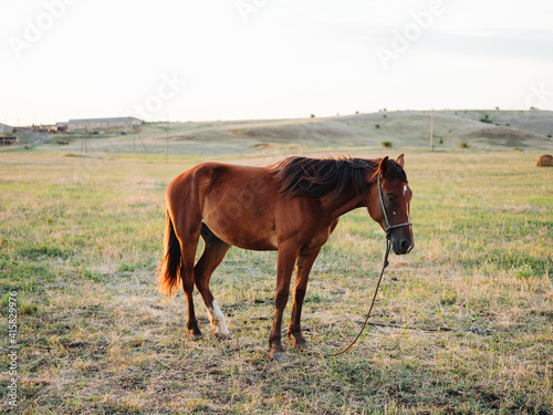 A brown horse grazes on a meadow in a field photo