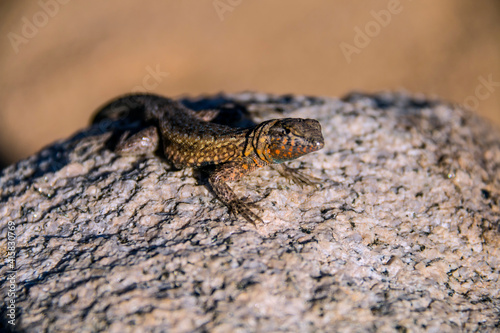 a lizard, gecko in Joshua Tree National park in the Mojave Desert in California.
