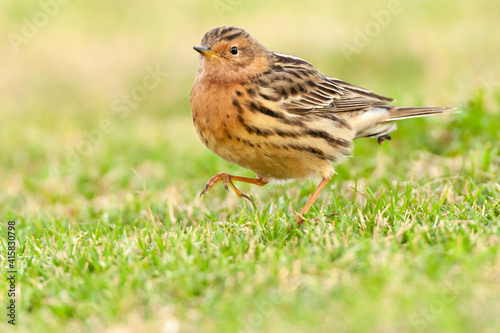 Roodkeelpieper  Red-throated Pipit  Anthus cervinus
