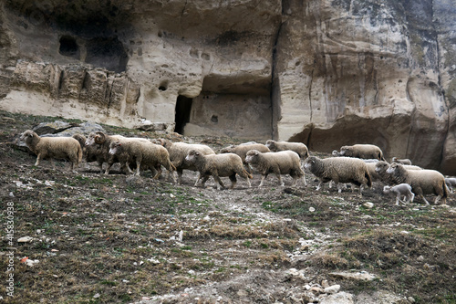 flocks of sheep roam on a hillside under the walls of the abandoned cave town