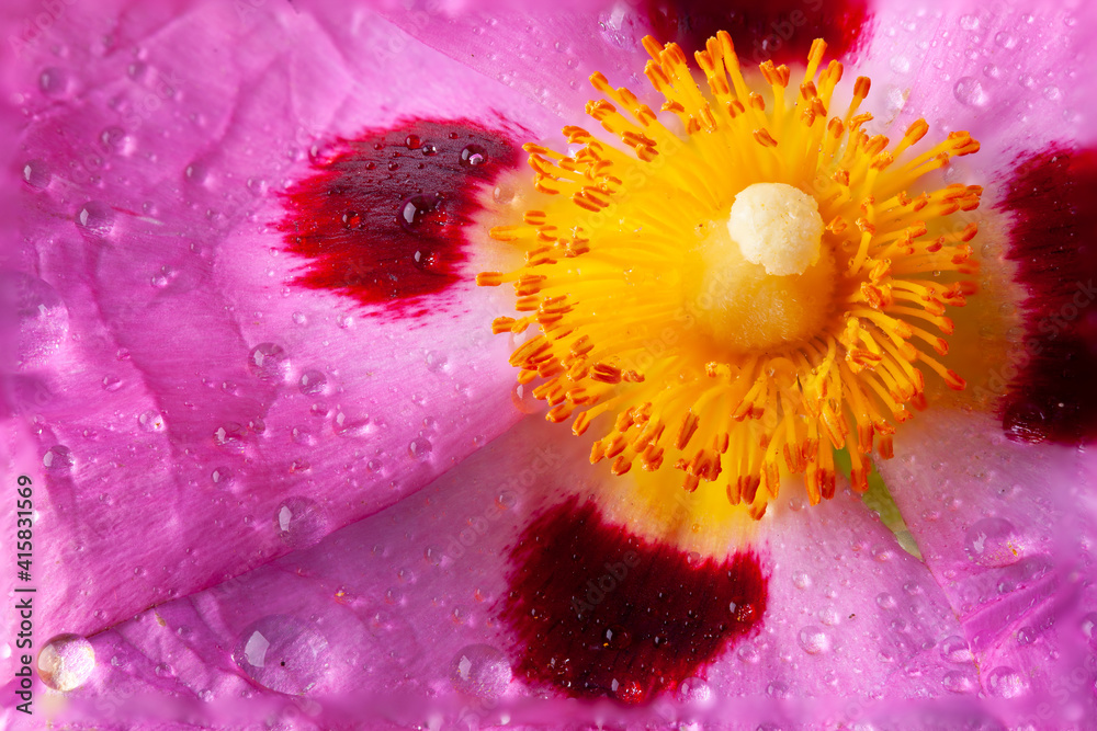 Φωτογραφία Cistus stamen garden flower close up