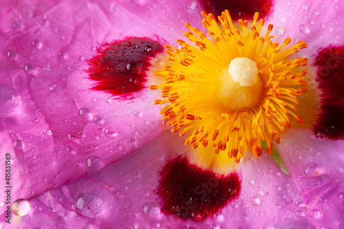 Obraz na płótnie Cistus stamen garden flower close up