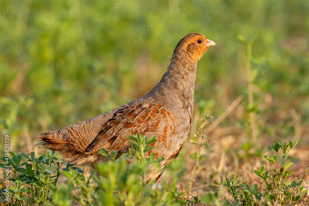 Grey partridge wild bird close up Norfolk England Grey partridge wild bird close up Norfolk England
