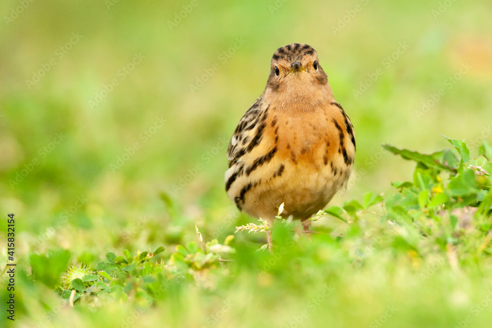Roodkeelpieper, Red-throated Pipit, Anthus cervinus Roodkeelpieper, Red-throated Pipit, Anthus cervinus