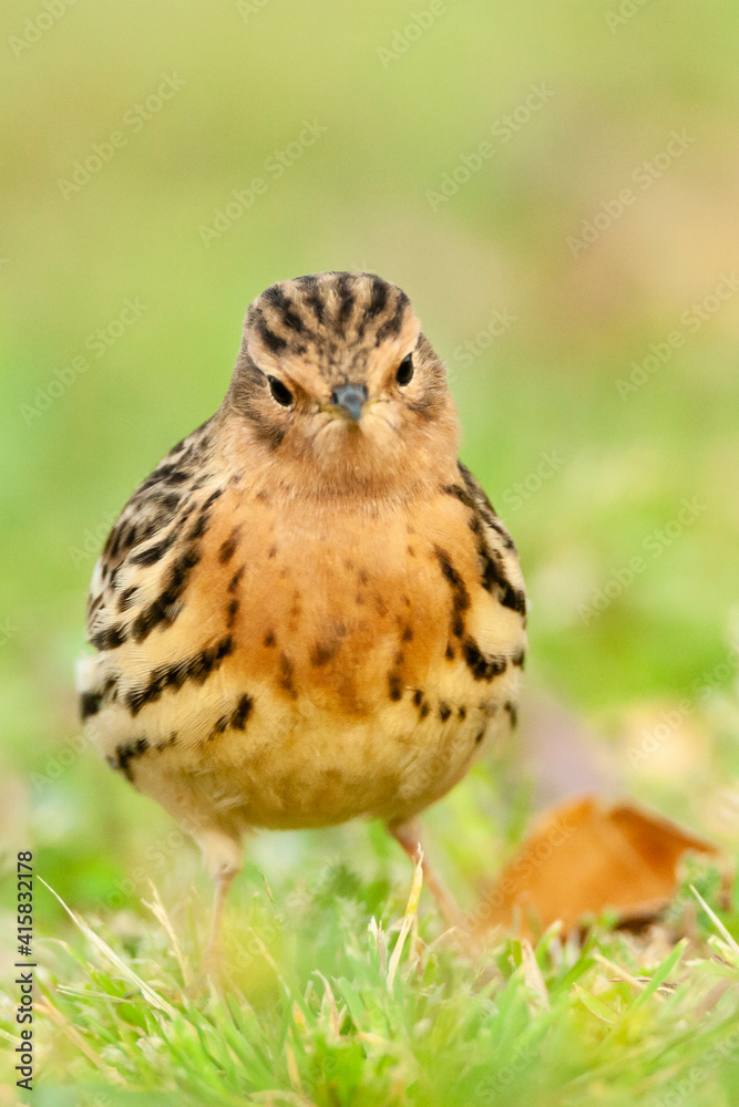 Fototapeta premium Roodkeelpieper, Red-throated Pipit, Anthus cervinus