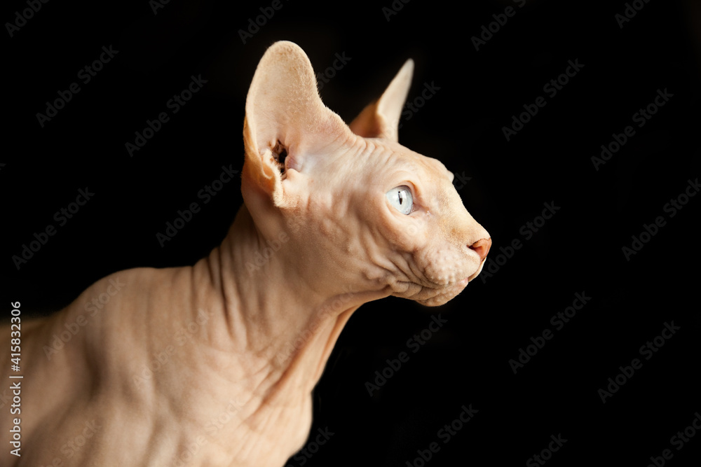 Close-up photo of a canadian sphinx on an isolated black background in profile. Curious furless pet with blue eyes. Portrait of a bald cat.