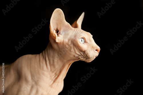 Close-up photo of a canadian sphinx on an isolated black background in profile. Curious furless pet with blue eyes. Portrait of a bald cat. © Sergio
