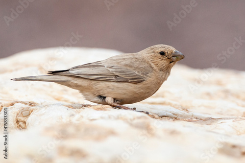 Sinairoodmus, Sinai Rosefinch, Carpodacus synoicus photo