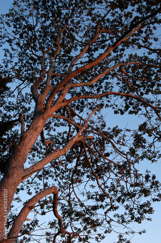 Принти на полотні Garry oak, Cabbage Island, British Columbia