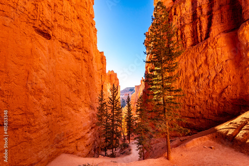 Pine trees grow in a narrow canyon with red, sandstone walls along the Navajo Loop Train in Bryce National Park, Utah 