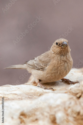 Sinairoodmus, Sinai Rosefinch, Carpodacus synoicus photo