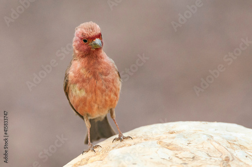 Sinairoodmus, Sinai Rosefinch, Carpodacus synoicus photo