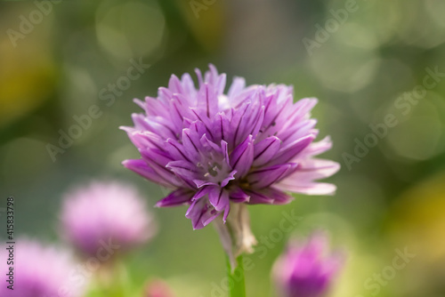 Schnittlauch, Allium schoenoprasum, Blüte