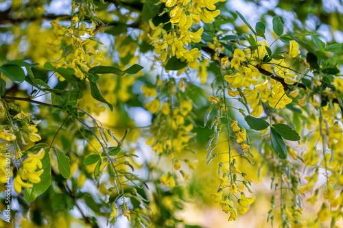 Nature blurred background with blooming yellow branch of acacia in spring. Shallow depth of field. Close-up