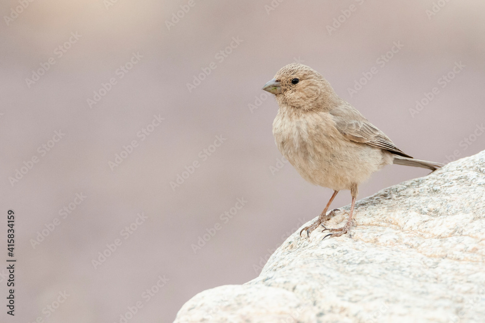 Sinairoodmus, Sinai Rosefinch, Carpodacus synoicus Sinairoodmus, Sinai Rosefinch, Carpodacus synoicus
