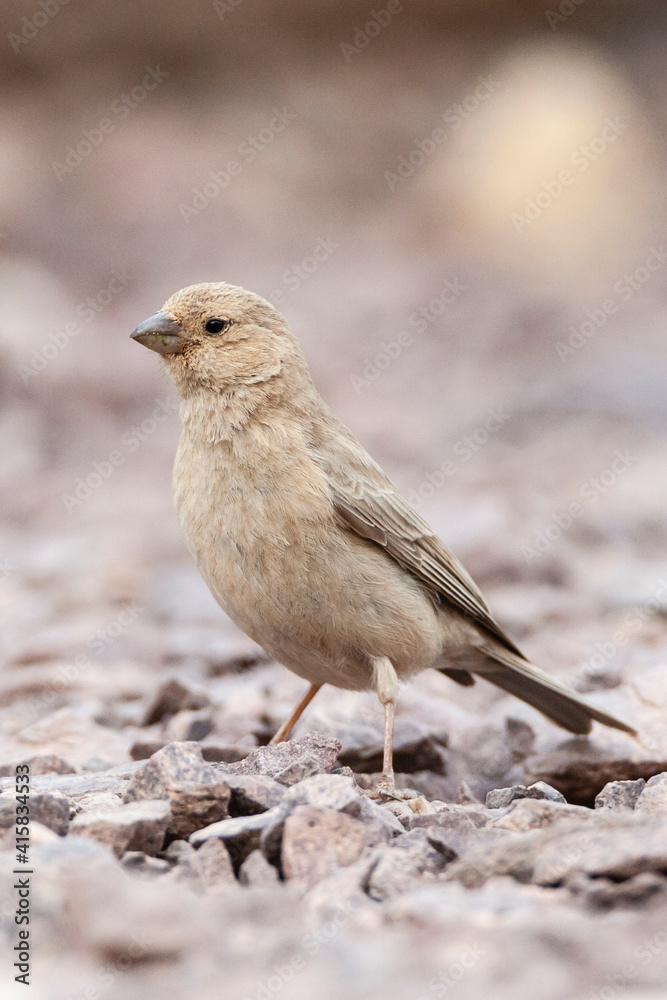 Sinairoodmus, Sinai Rosefinch, Carpodacus synoicus Sinairoodmus, Sinai Rosefinch, Carpodacus synoicus