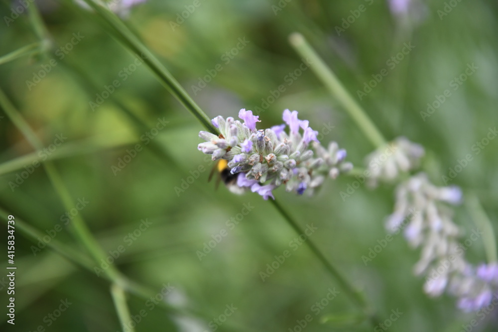 bee on a flower bee on a flower