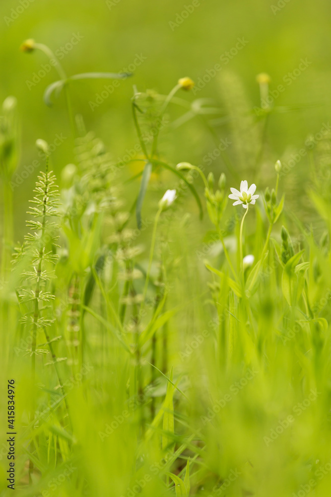 Abstract nature green yellow blurred background. Spring summer meadow grass, little white flowers with bud and plants with beautiful bokeh