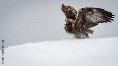 Golden eagle sitting in snow in Dalen in Telemark with negative space photo