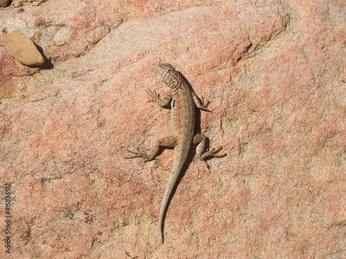 A common side-blotched lizard, climbing up a red granite boulder, Sespe Wilderness, Los Padres National Forest, California.