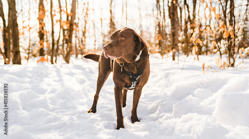 portrait of a Beautiful chocolate labrador retriever posing outside in winter season