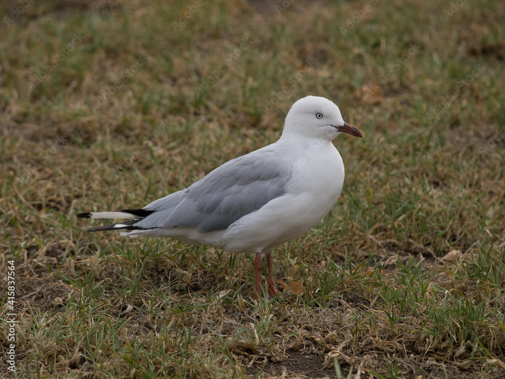 Larus novaehollandiae