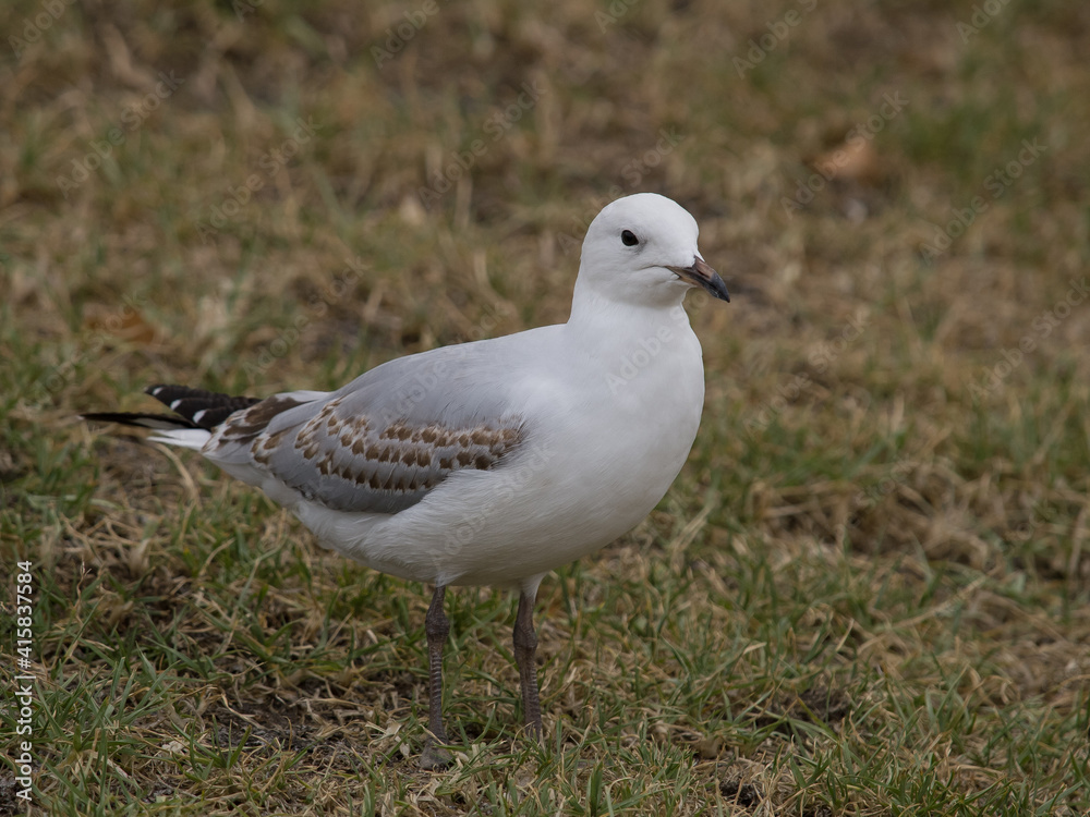 Larus novaehollandiae
