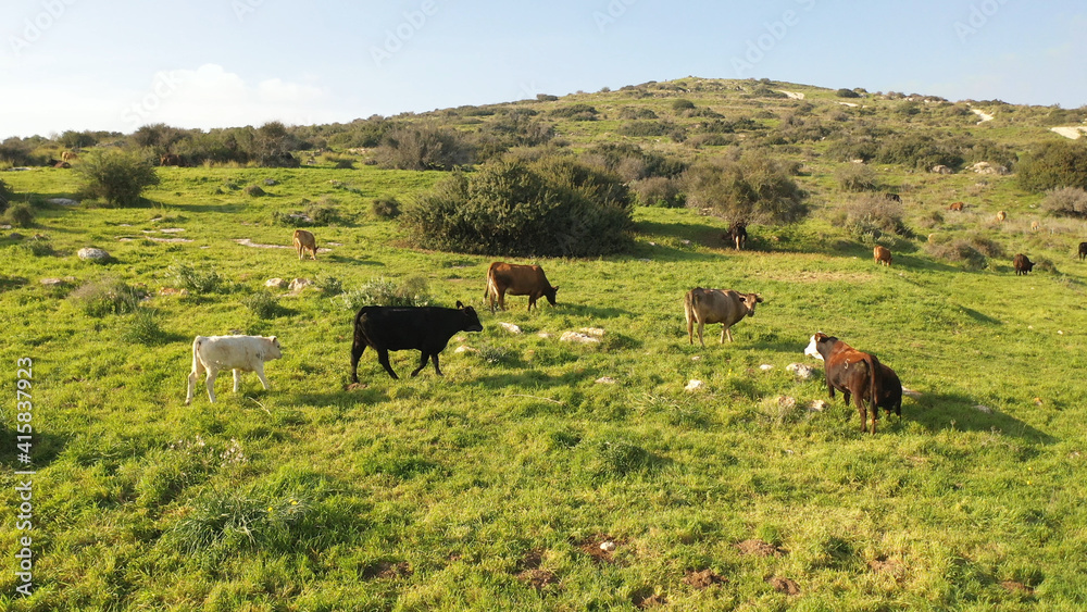 Cow herd with white birds on green hill- aerial view
, Judea plains close to Jerusalem drone view, Israel
