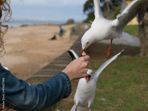 Larus novaehollandiae