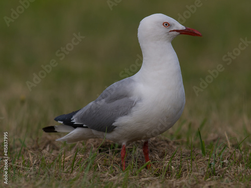Larus novaehollandiae