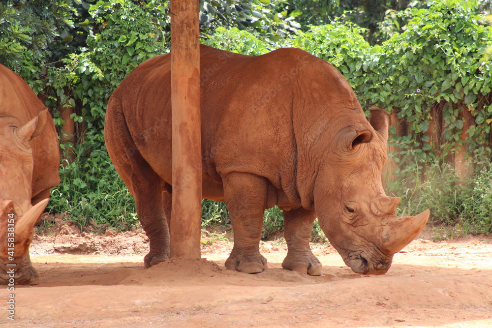 Obraz premium Rinoceronte