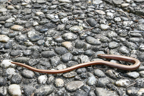 Photography Anguis fragilis, slow worm