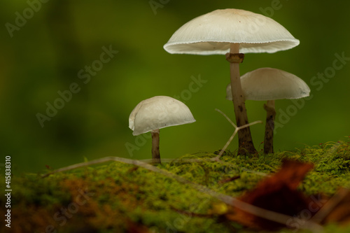 mushrooms in the forest