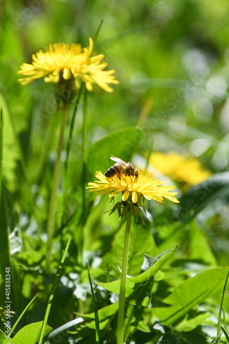 bee on yellow Taraxacum flower collecting pollen © Adrienne