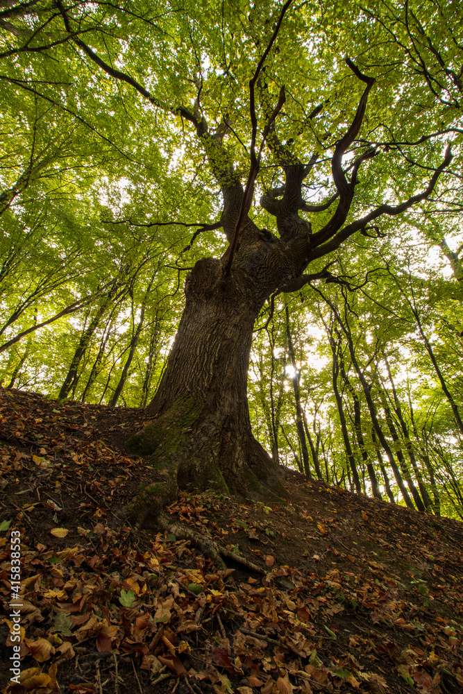 Obraz premium tree in the forest