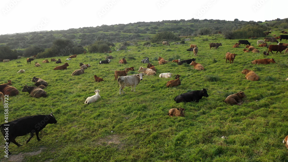 Obraz premium Cow herd with white birds on green hill- aerial view , Judea plains close to Jerusalem drone view, Israel 