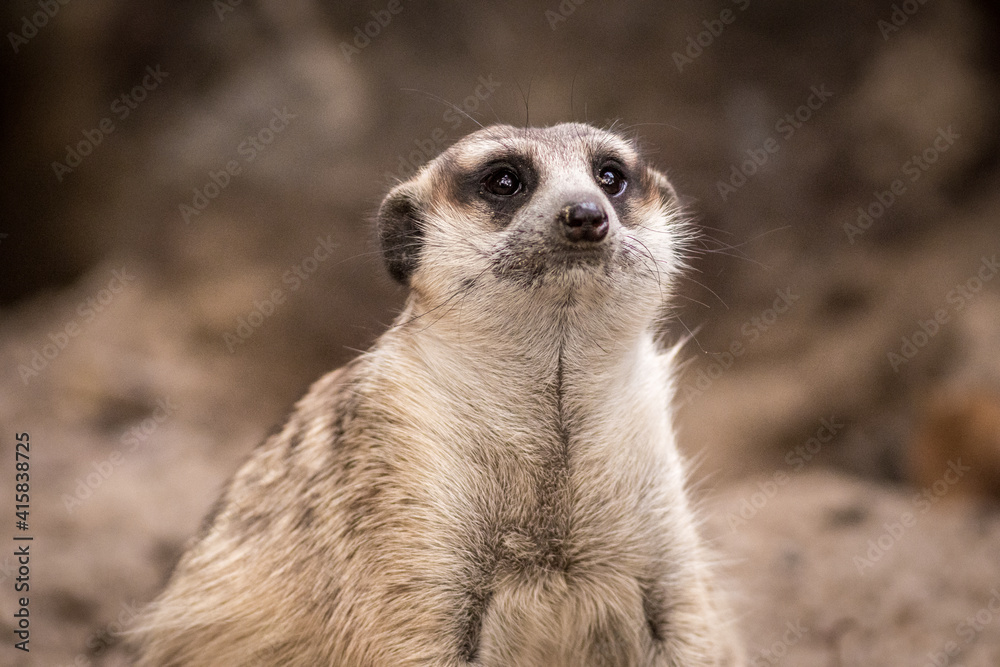 The meerkat