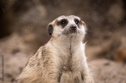Obraz na płótnie The meerkat w salonie