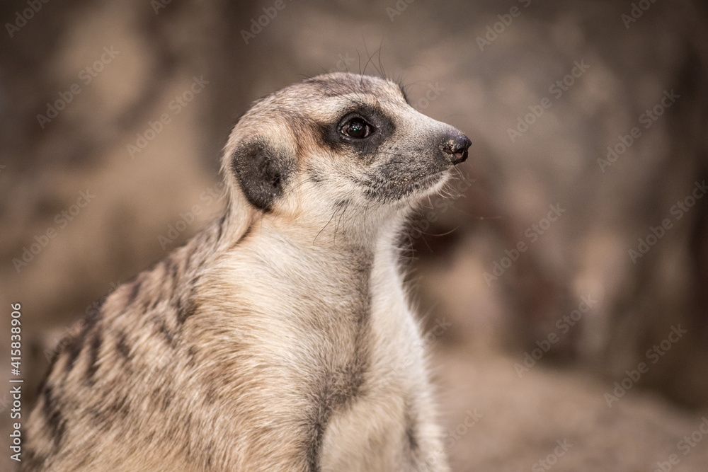 The meerkat