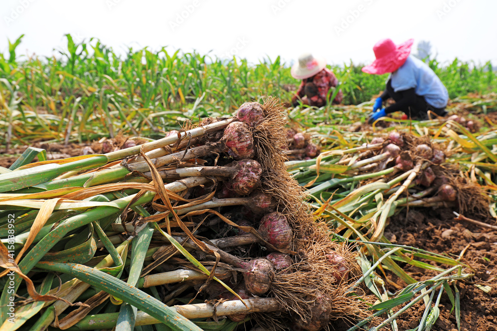 Farmers are harvesting garlic in the fields on a farm Farmers are harvesting garlic in the fields on a farm