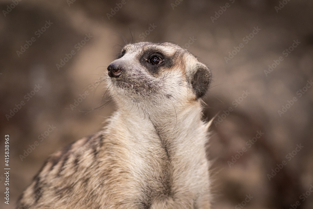 The meerkat