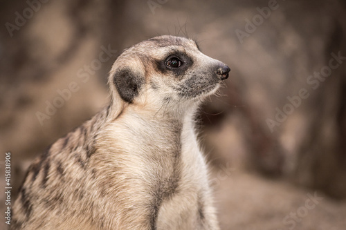 Obraz na płótnie The meerkat w salonie