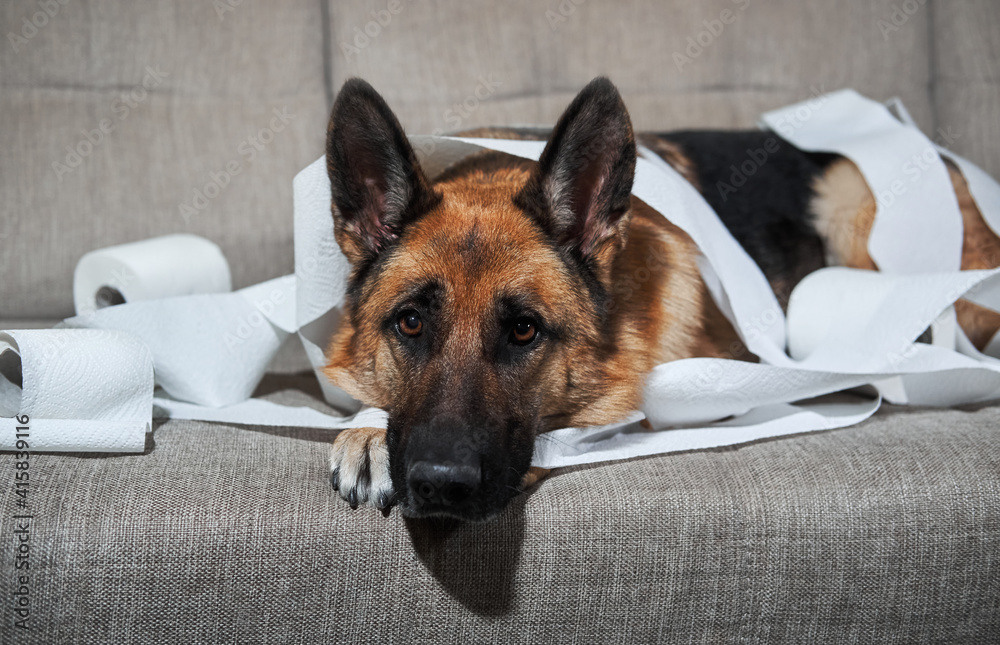 Dog ate paper outlet towel