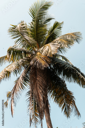 Tropikalne palmy kokosowe na tle niebieskiego nieba.