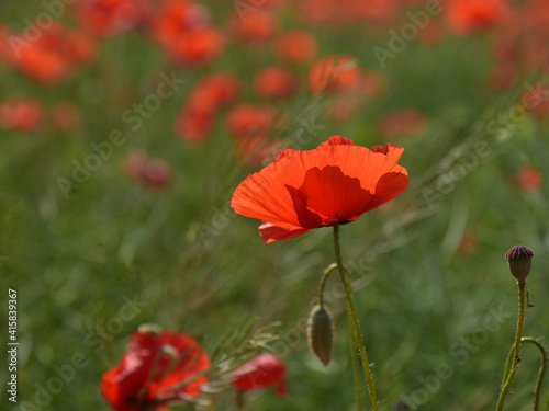 Red poppy. Beautiful poppy flowers. Natural background, red and green field.